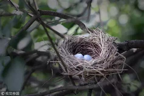 小人 定義 雀鳥在家築巢